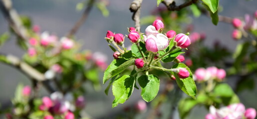 Blüten des Apfelbaum im Sonnenschein im Frühling in Lana bei Meran - Südtirol - Italien - Europa