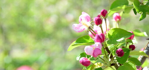 Weiße und pinke Apfelblüten im Sonnenlicht - Frühling in Südtirol - Lana bei Meran