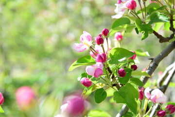 Wunderschöne Apfelblüten in rosa und weiß im Sonnenlicht - Blütezeit in Lana bei Meran in Südtirol - Apfelbäume in Blüte