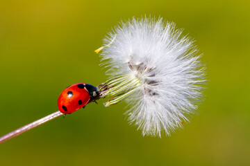 Tiny red ladybug on dandelion flower