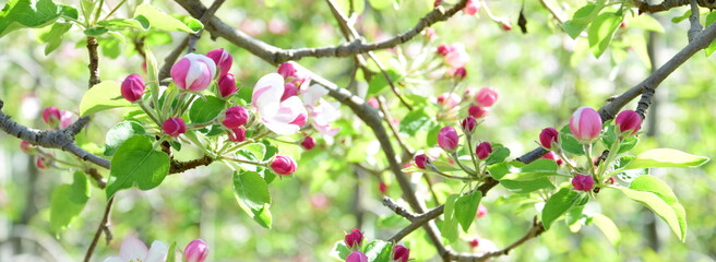 Wundersch&ouml;ne Apfelbl&uuml;ten in rosa und wei&szlig; im Sonnenlicht - Bl&uuml;tezeit in Lana bei Meran in S&uuml;dtirol - Apfelb&auml;ume in Bl&uuml;te