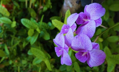 macro purple iris flower isolate green leaf 