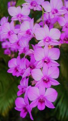 Fototapeta na wymiar beautiful pink orchid flowers in the garden