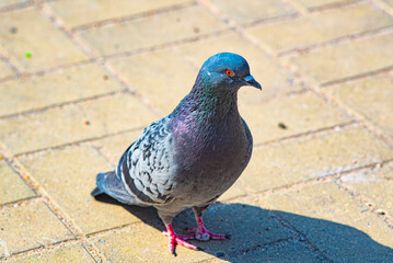 dove on the ground in summer