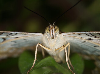 Butterly in macro close up