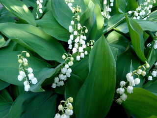 lilies of the valley in the garden on a sunny day. Beautiful fresh spring flowers.
