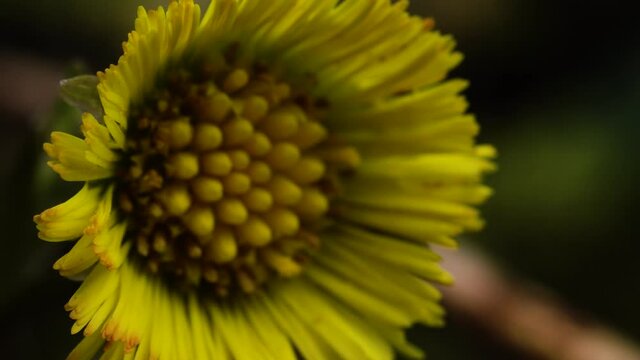 Beautifully complicated yellow flower of coltsfoot (Tussilago farfara). Capitula surrounded by involucral bracts coming into focus while the camera slides forward. Macro.