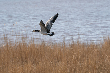 A goose flies by, above the lake. Blue sky and sun