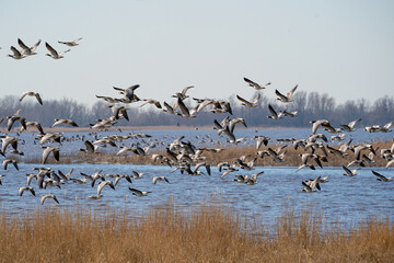 A large flock of geese fly by, above the lake. Blue sky, reeds, water, grass and sun