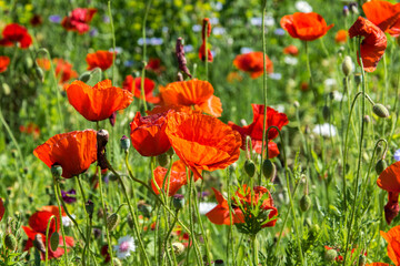 Beauty of red poppy field close up.