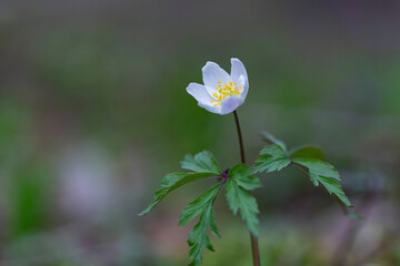 Anemonoides nemorosa (syn. Anemone nemorosa), the wood anemone, is an early-spring flowering plant...