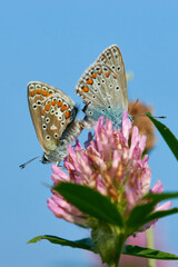 Polyommatus icarus - Hauhechel-Bläuling bei der Paarung