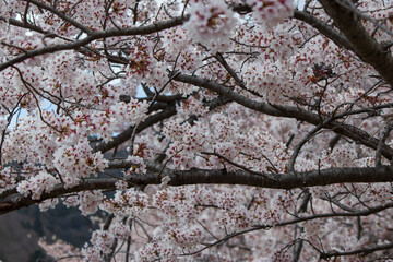 春の富士五湖 河口湖の桜