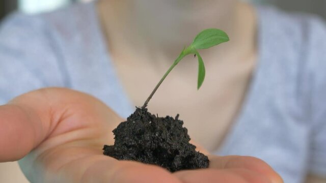 Sprout Plant and Soil on Woman's Hand Seedling Plant in Ground