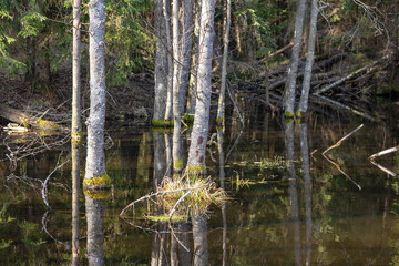 Wilderness wetland with trees covered with moss and lichen growing out of the water