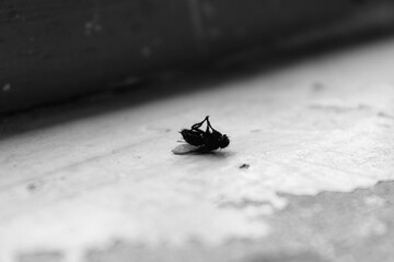 black and white fly
