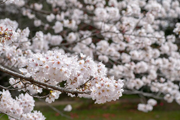 風景素材　公園にさく綺麗な桜