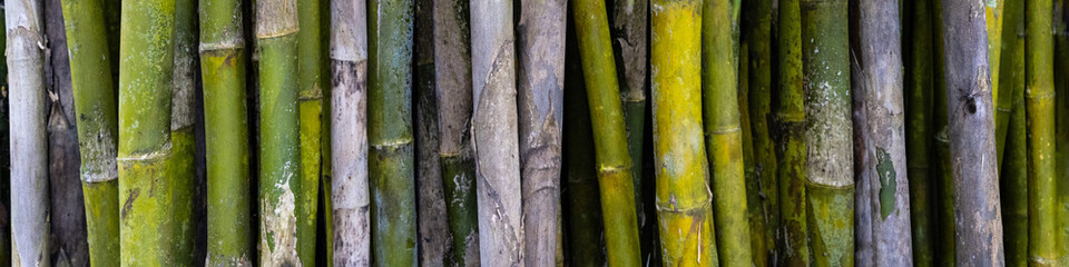 Bamboo forest background - 427601934