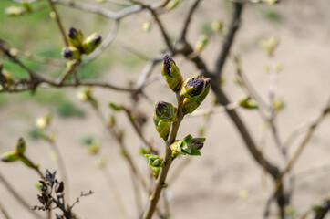 Bud of Common Lilac (Syringa vulgaris).