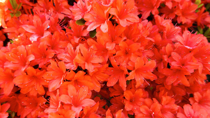 Blooming orange rhododendron