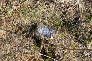 Discarded plastic trash in the forest. A plastic bottle left in the forest is overgrown with grass and moss.