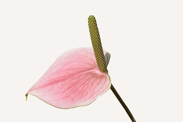 Red, pink flower of a Anthurium, arum family, Araceae. Isolated, white background. Other names tailflower, flamingo flower and laceleaf. April, Netherlands.