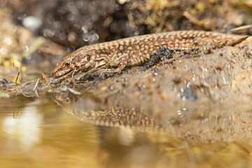 Obraz premium lucertola beve in pozzanghera nel bosco