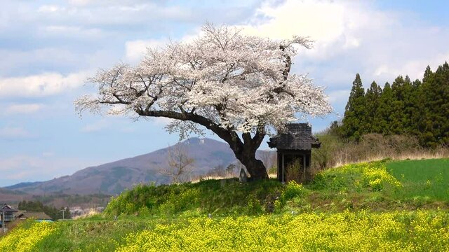 小沢の桜（福島県・田村市）