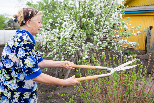 Elderly Woman Pruns Bushes With Garden Shears In Spring