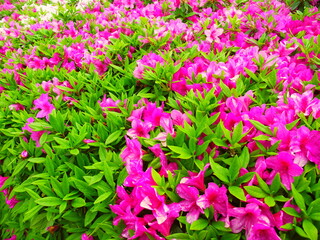 春雨に濡れて咲く垣根の躑躅