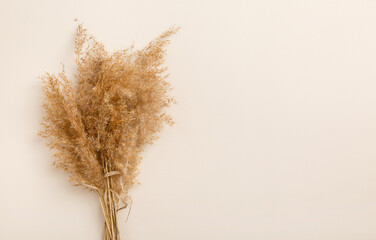 Fluffy pampas grass cortaderia-selloana. Dry pampas-grass reeds on light-beige background. Creative top view layout with pampas grass around background in neutral colors. Eco natural flat lay