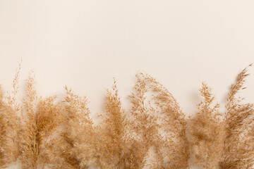 Fluffy pampas grass cortaderia-selloana. Dry pampas-grass reeds on light-beige background. Creative...