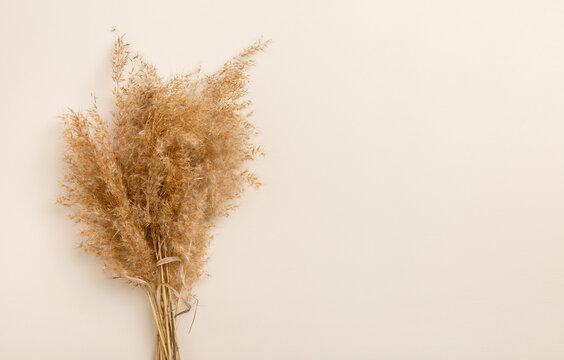 Fluffy pampas grass cortaderia-selloana. Dry pampas-grass reeds on light-beige background. Creative top view layout with pampas grass around background in neutral colors. Eco natural flat lay © Olga Mishyna