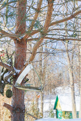 A bird feeder hangs on a tree in the village yard