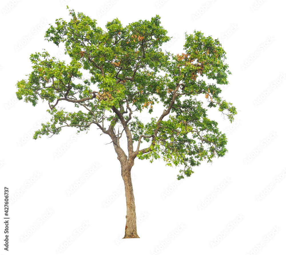 Poster isolated tree on white background
