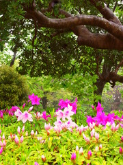 躑躅の咲き始めた春の雨の公園風景