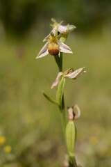 ophrys abeille bicolore