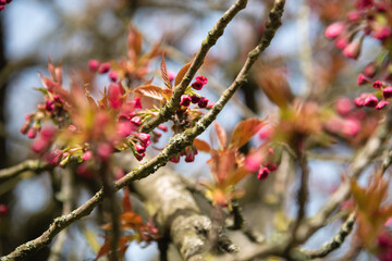 Pink sakura tree awakening to new life. Springtime nature triumph. Selective focus.