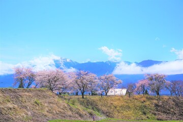 桜と山