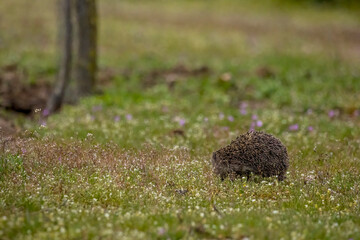 A cute hedgehog walking across a meadow at a warm day in spring, looking for food in a natural reserve in Nauheim, Hesse, Germany.
