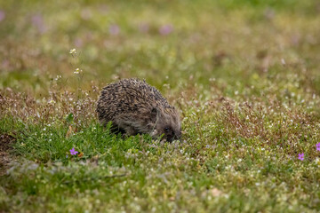 A cute hedgehog walking across a meadow at a warm day in spring, looking for food in a natural reserve in Nauheim, Hesse, Germany.