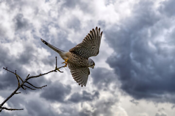 A kestrel raptor stating from a branch at a very cloudy and windy day in spring in a natural reserve in Nauheim, Hesse, Germany.
