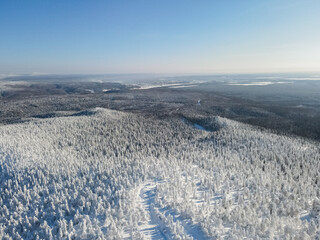 Pine Forest under Snow in Winter. Aerial View of Evergreen Coniferous Fir Trees