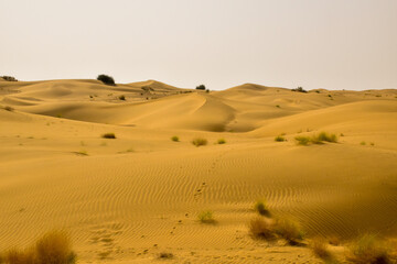 Fototapeta na wymiar Sand Dunes of Thar Desert, India