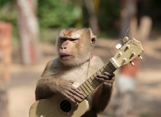 monkey playing guitar