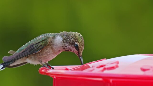 Hummingbird Drinking From Bird Feeder In Slow Motion