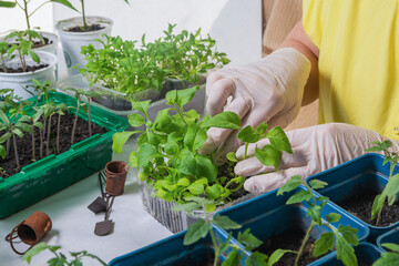 A woman transplants petunia seedlings, grown in peat tablets, into pots. Seedlings of flowers are being prepared for spring landscaping in the garden
