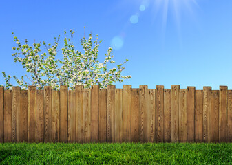 spring bloom tree in backyard and wooden garden fence