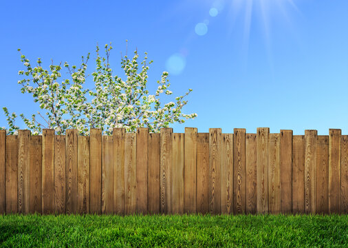 spring bloom tree in backyard and wooden garden fence
