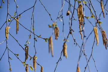 bouleau semence allergies printemps arbre environnement